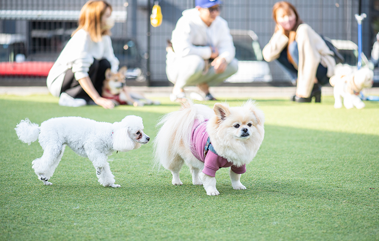 ドッグラン TOMIO VILLAGE DOG RUN