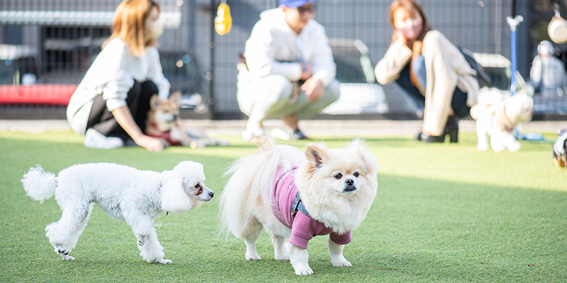 ドッグラン TOMIO VILLAGE DOG RUN